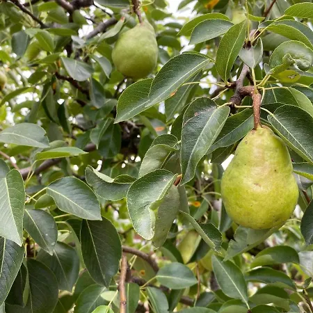Εξοχικό σπίτι Panorama Vendeghaz